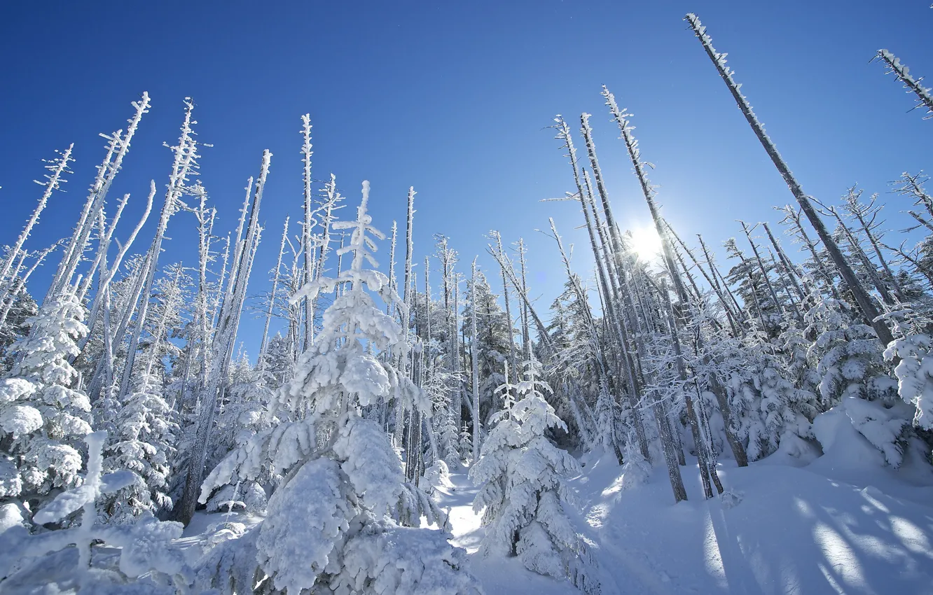 Photo wallpaper winter, the sky, the sun, rays, snow, trees, spruce