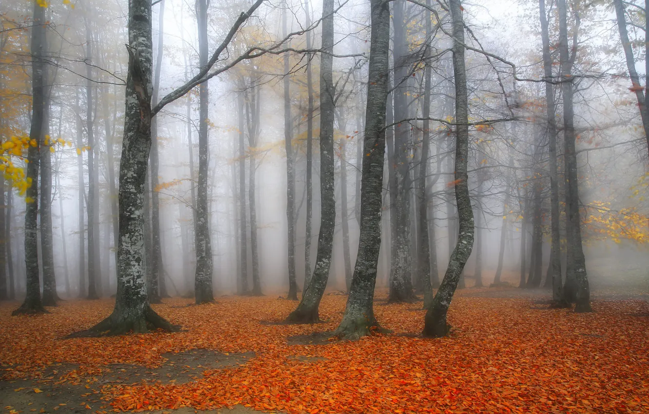 Photo wallpaper autumn, forest, trees, branches, fog, Park, branch, naked