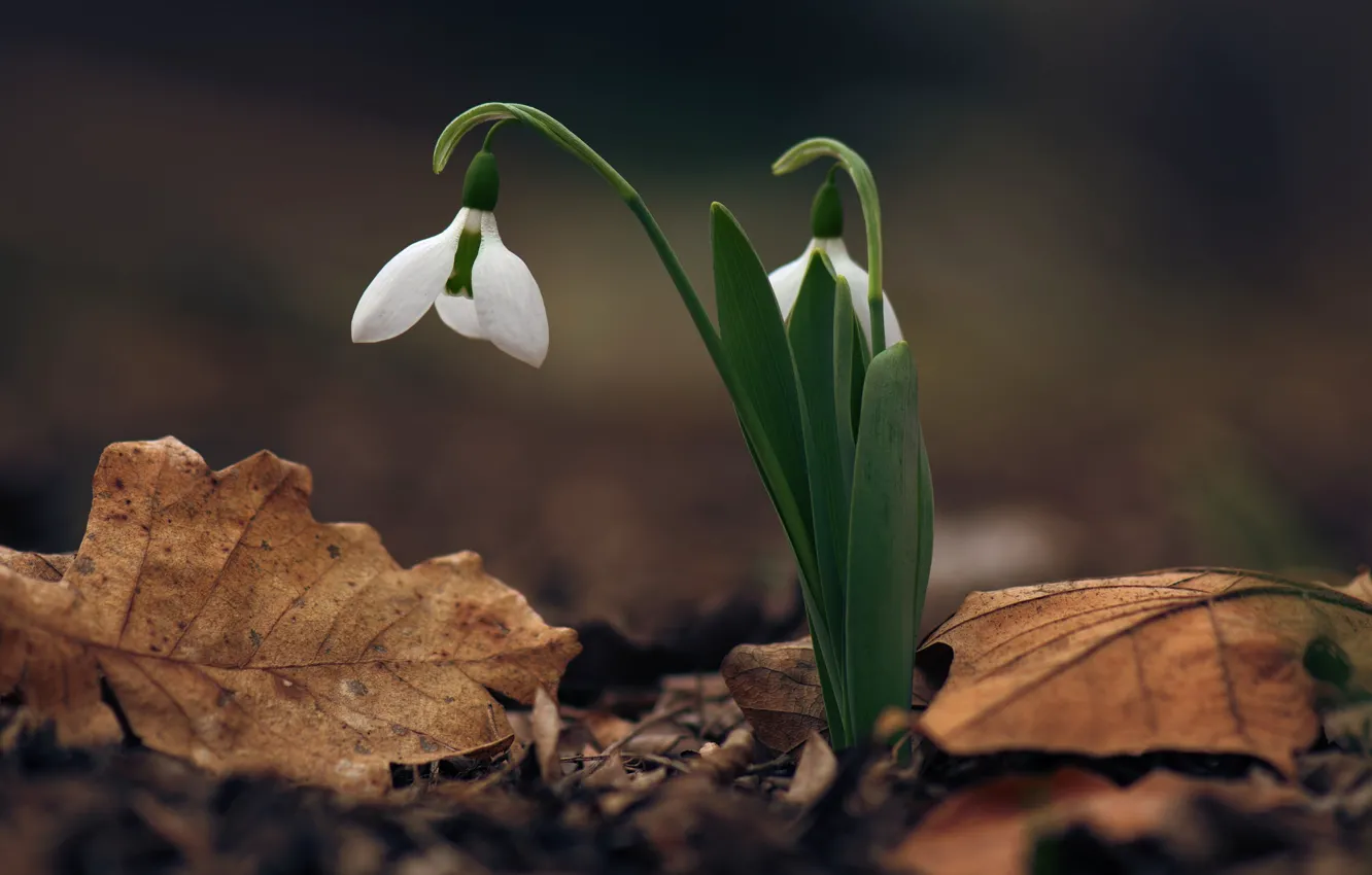 Photo wallpaper spring, snowdrops, primrose