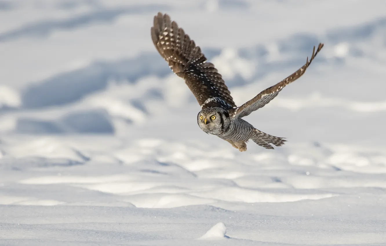 Photo wallpaper winter, snow, flight, owl, bird, snowy owl, flying