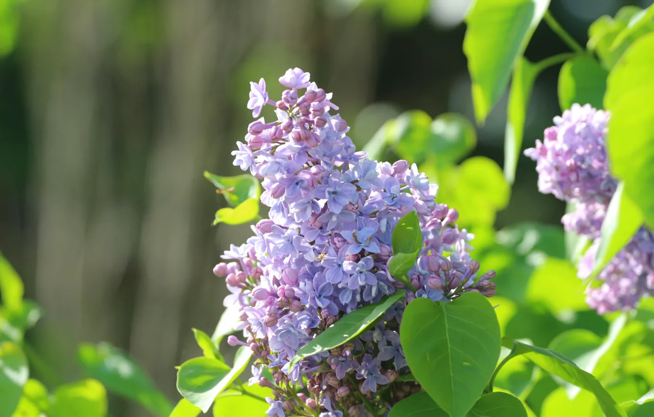 Photo wallpaper leaves, spring, lilac