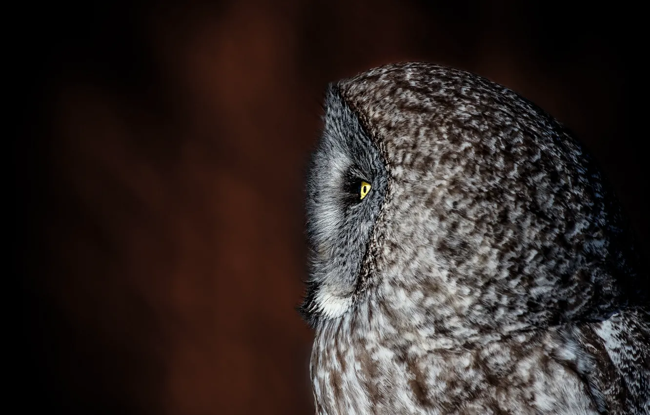 Photo wallpaper background, owl, profile