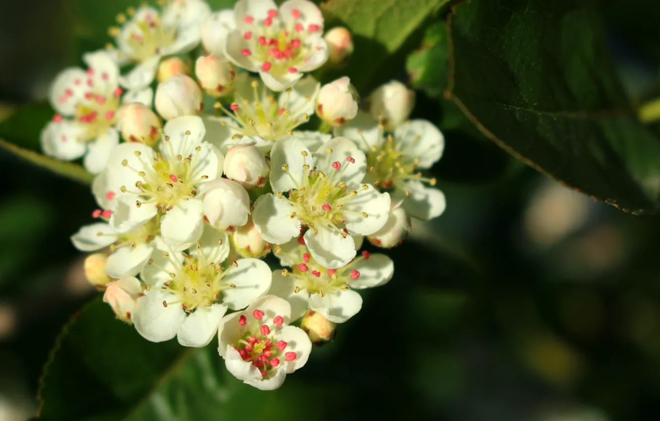 Photo wallpaper beauty, spring, flowering, white flowers