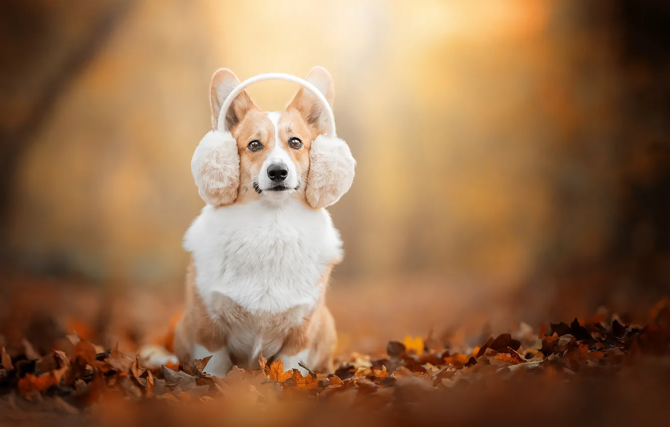 Photo wallpaper autumn, look, background, dog, headphones, bokeh, fallen leaves, Welsh Corgi