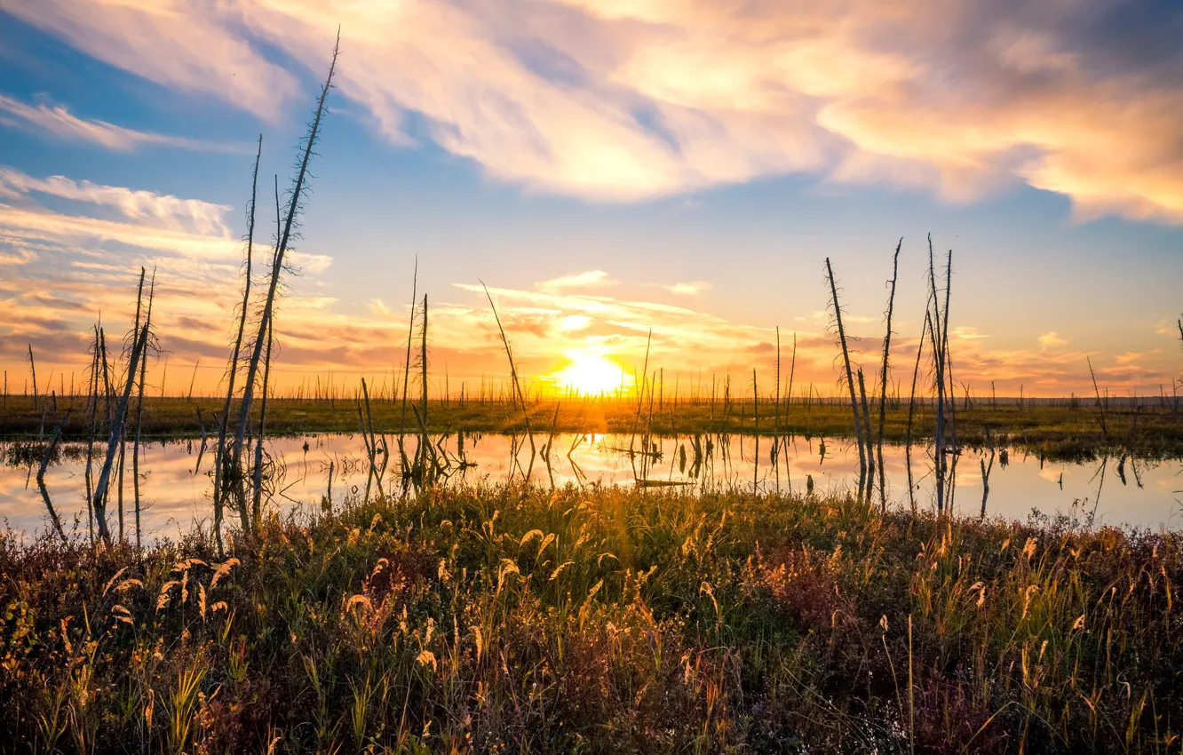 Photo wallpaper grass, the sun, clouds, light, trees, sunset, lake, pond