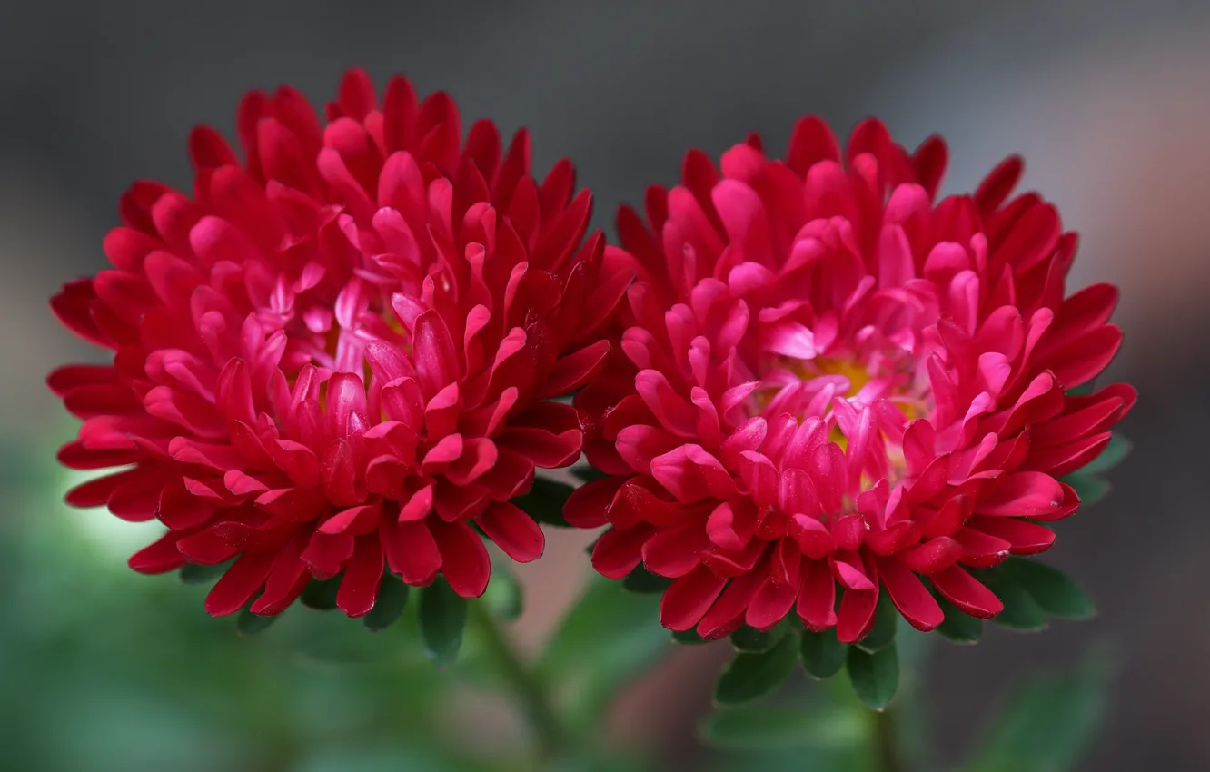 Photo wallpaper flowers, red, asters