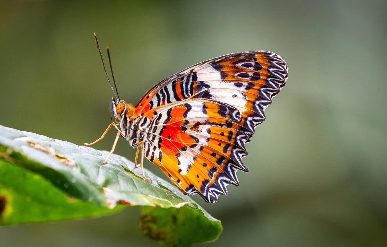 Photo wallpaper microsemi, butterfly, leaf, wings, insect, beautiful, closeup