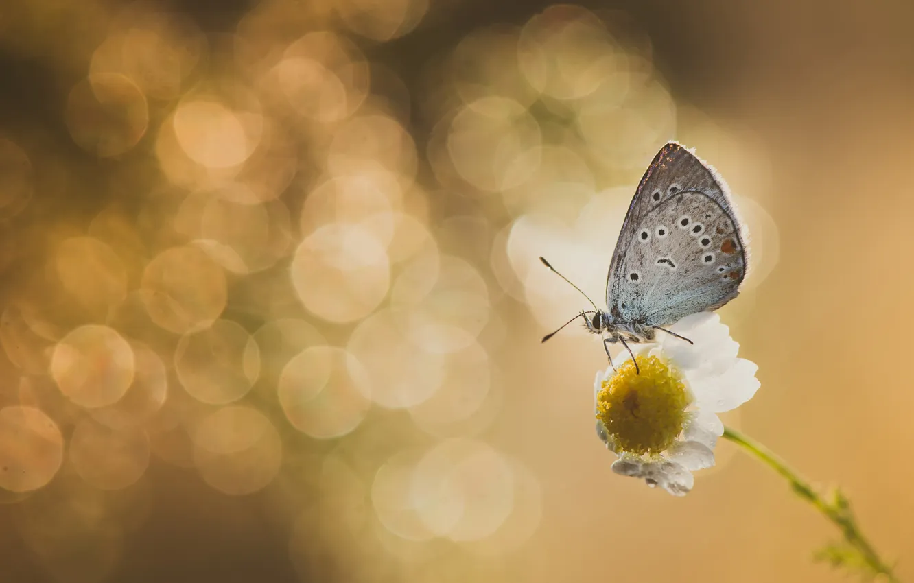 Photo wallpaper macro, butterfly, chamomile, insect, bokeh