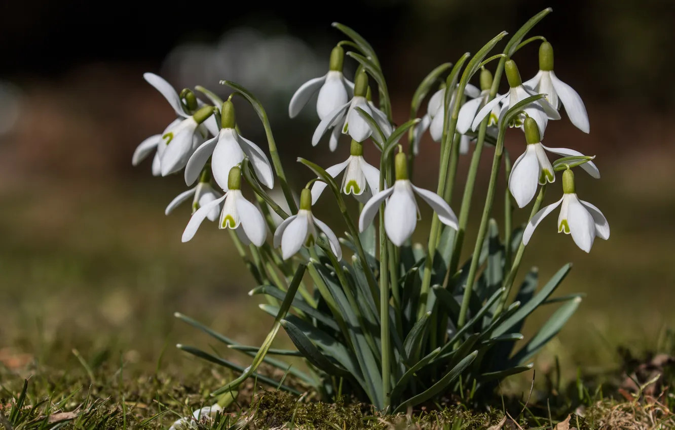 Photo wallpaper spring, snowdrops, Galanthus