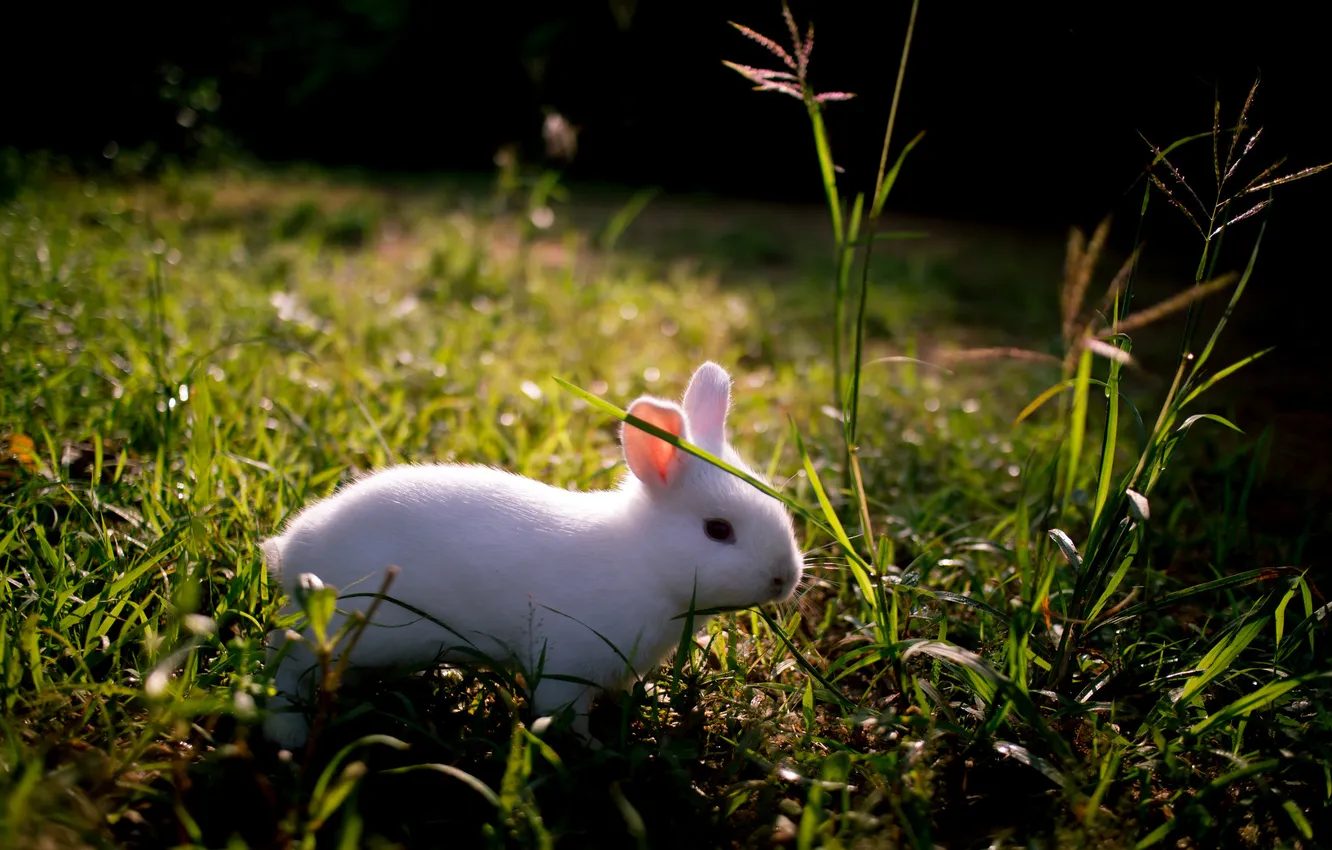 Photo wallpaper nature, background, rabbit