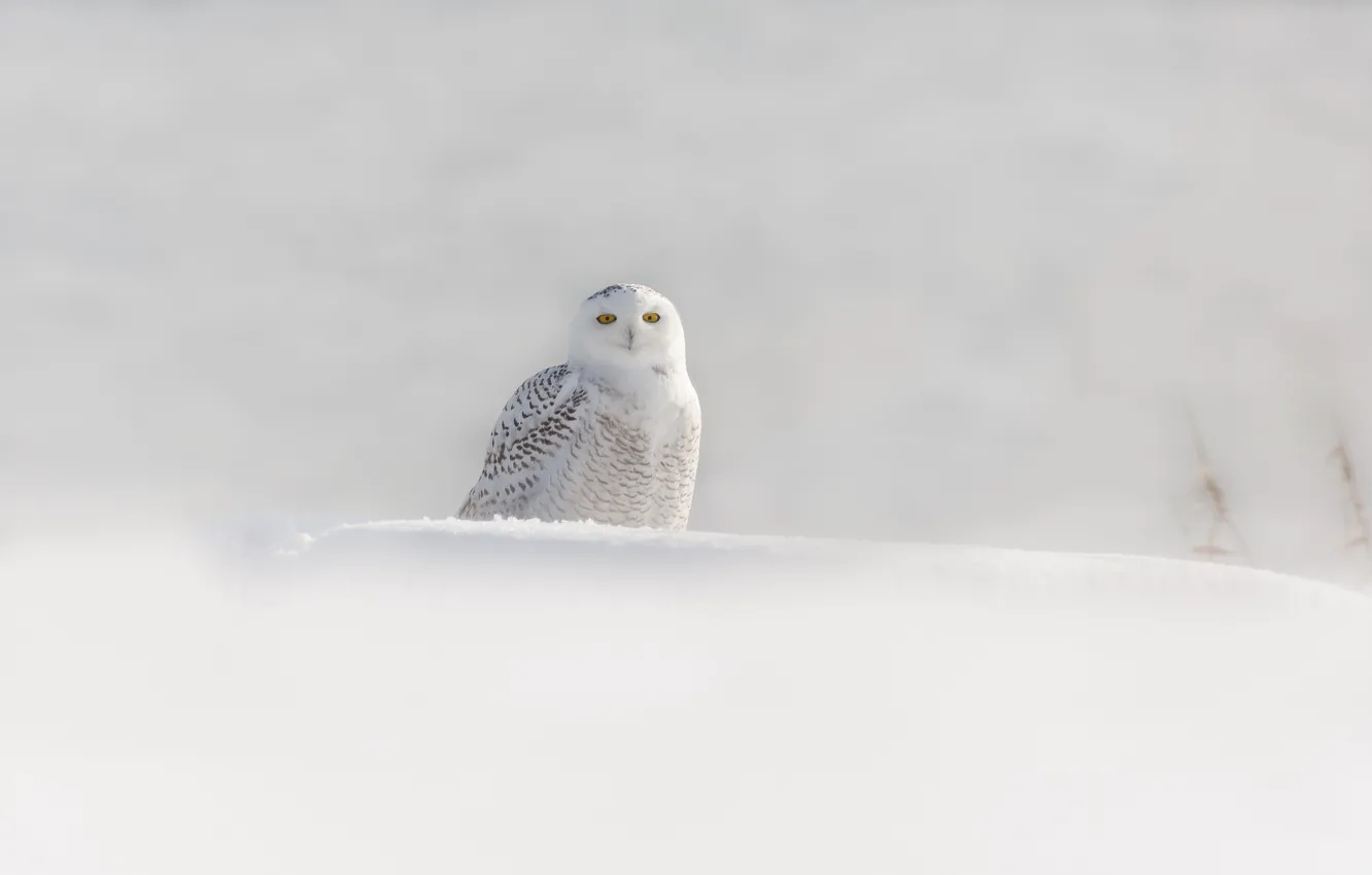 Photo wallpaper winter, snow, bird, white owl