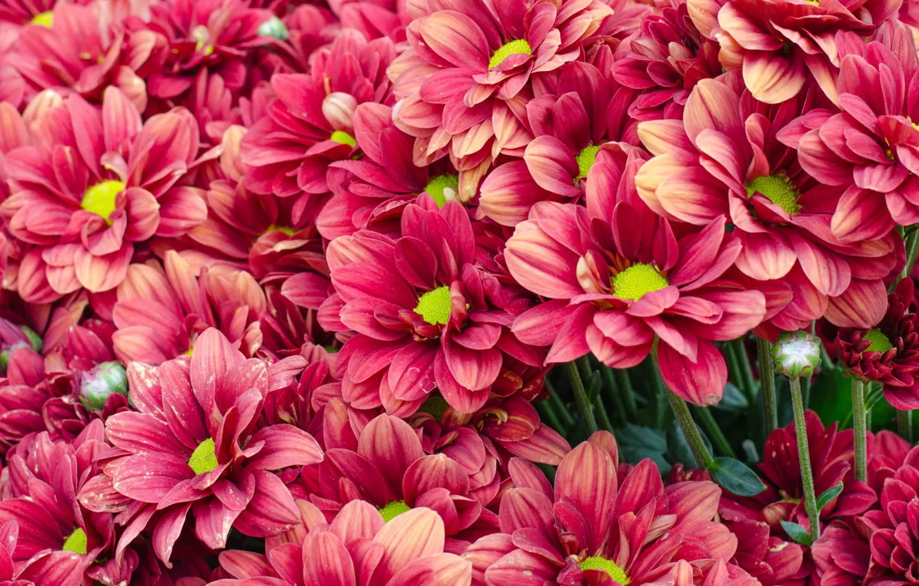Photo wallpaper flowers, red, summer, chrysanthemum, flowers, bright