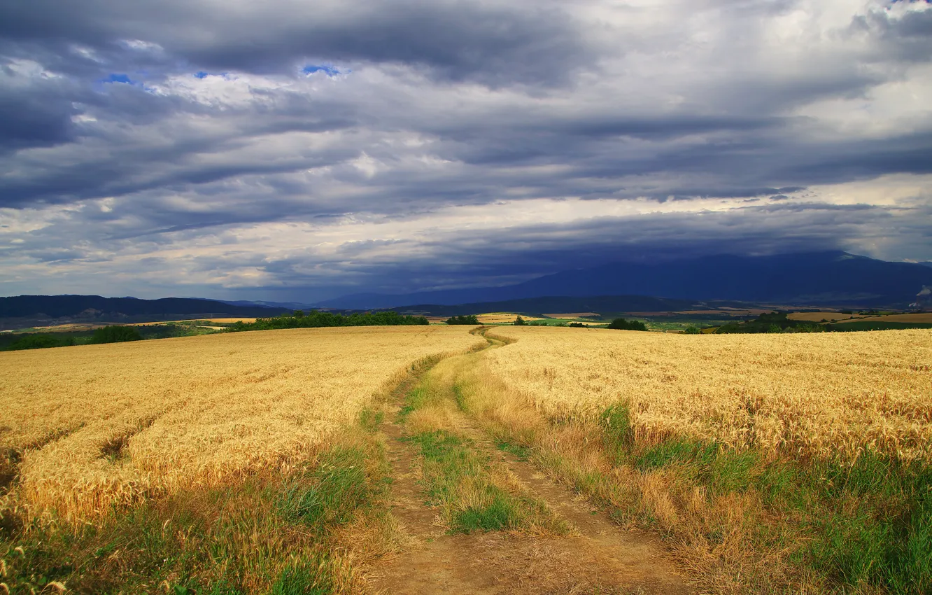 Photo wallpaper road, wheat, field, the sky, grass, clouds, clouds, blue