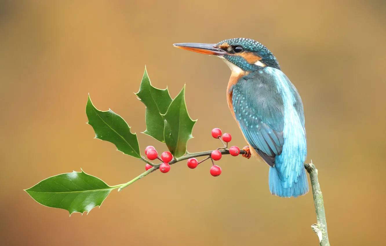 Photo wallpaper look, leaves, branches, red, berries, background, bird, fruit