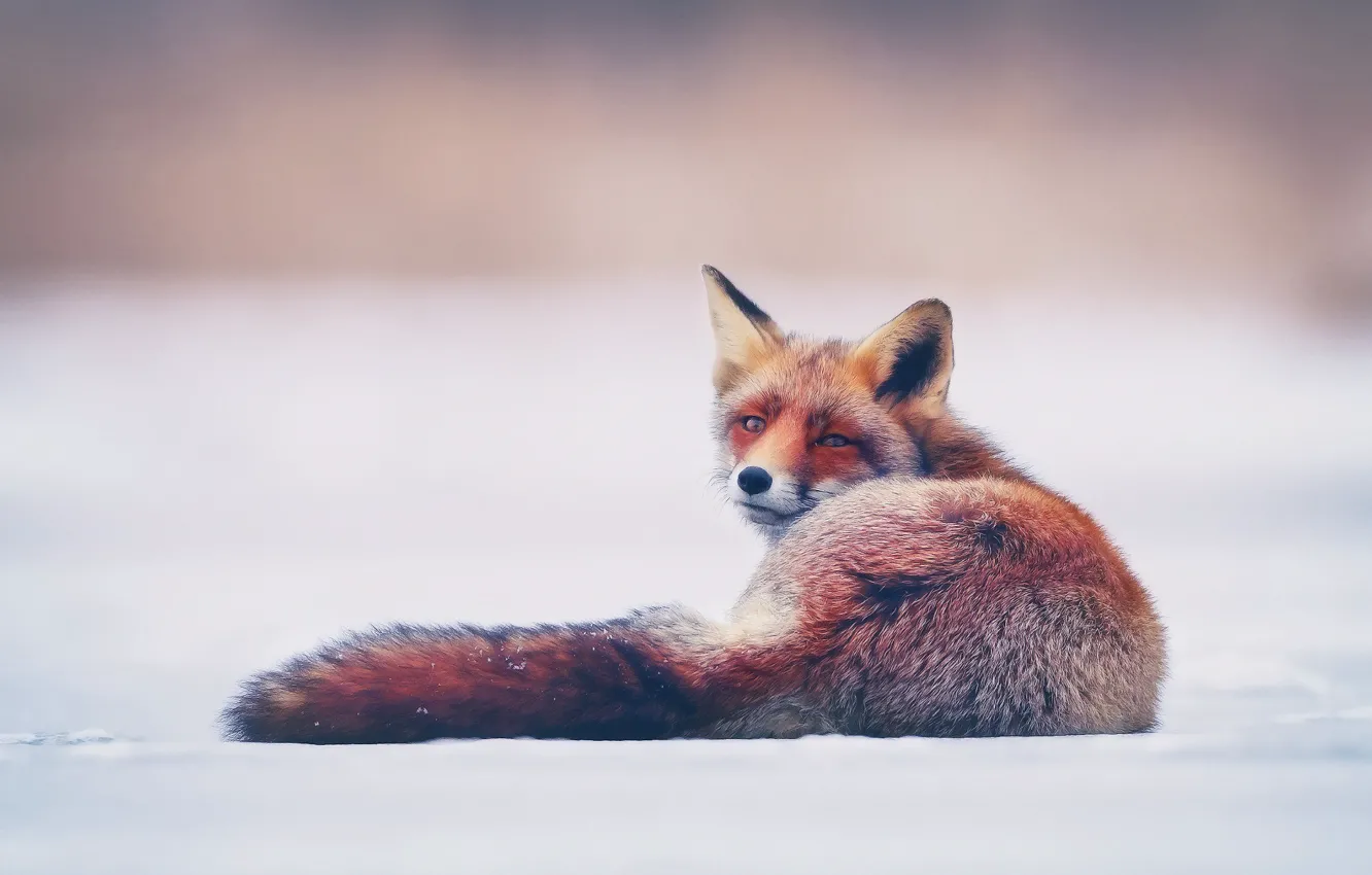 Photo wallpaper winter, snow, Fox, fox