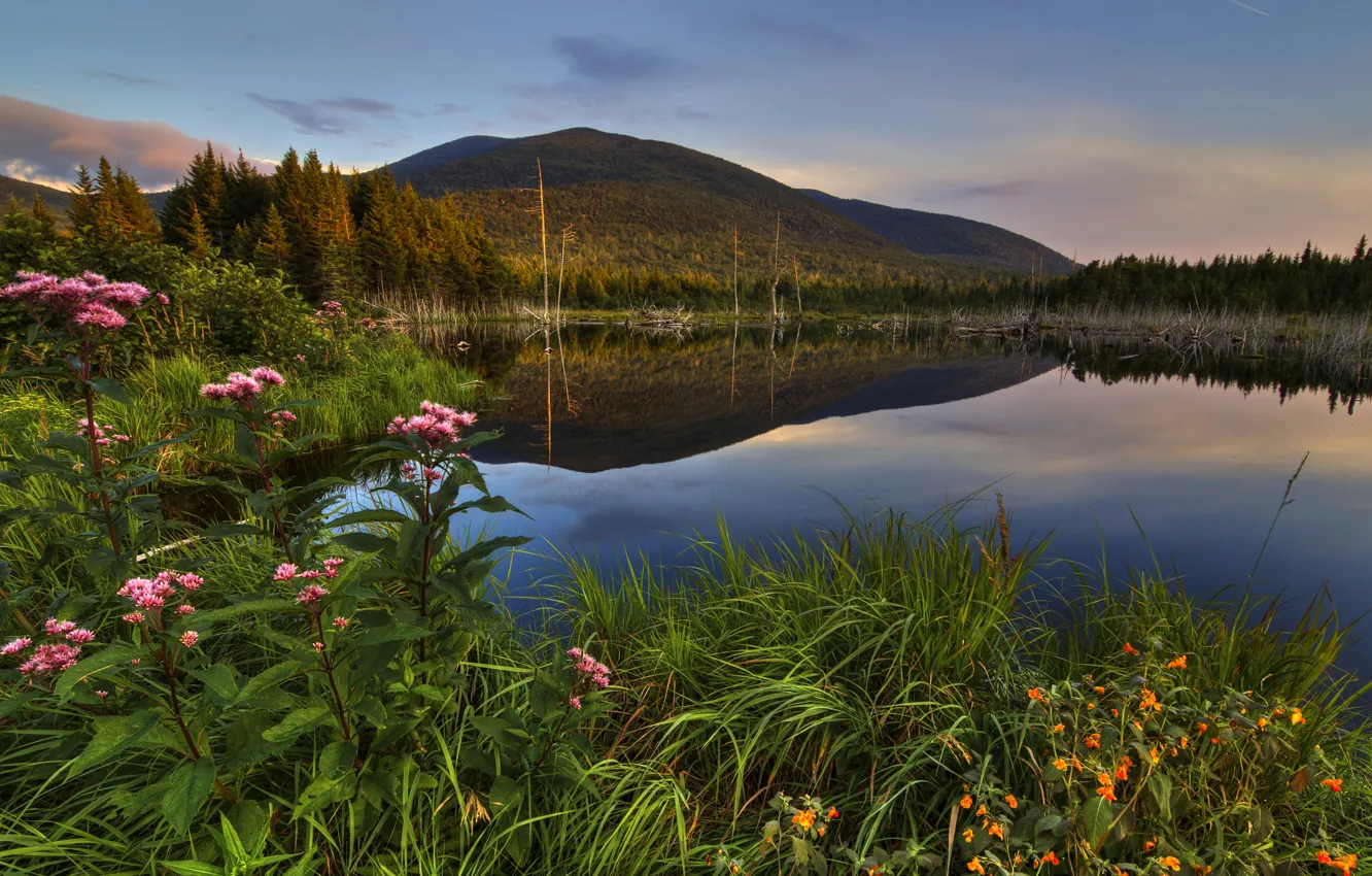 Photo wallpaper forest, grass, trees, sunset, flowers, mountains, lake, Canada