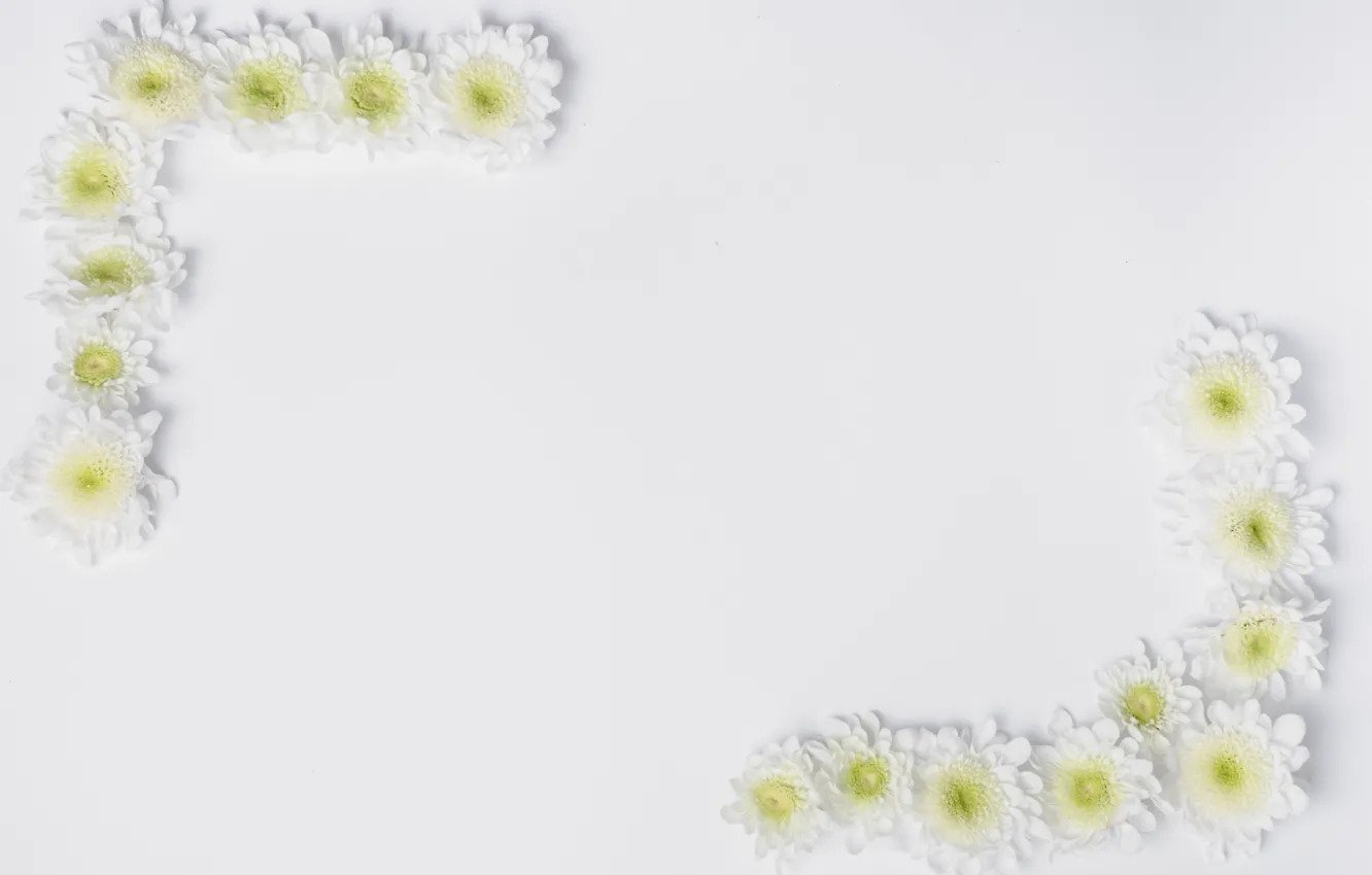 Photo wallpaper macro, flowers, background, chrysanthemum