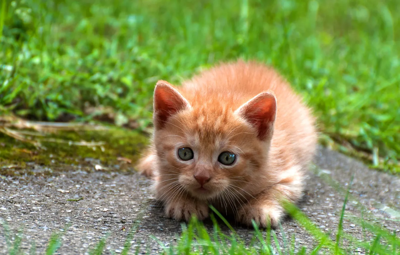 Photo wallpaper cat, grass, look, nature, pose, kitty, baby, red