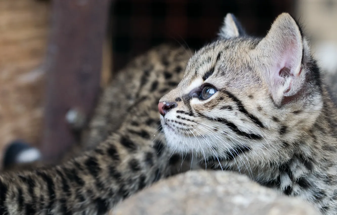 Photo wallpaper cat, look, cub, cat Geoffroy