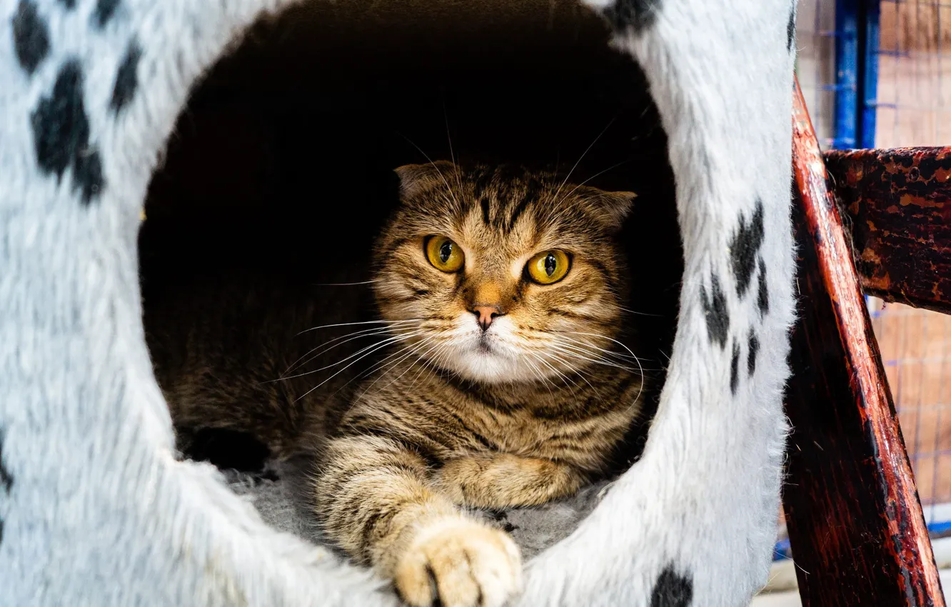 Photo wallpaper cat, cat, look, cat house