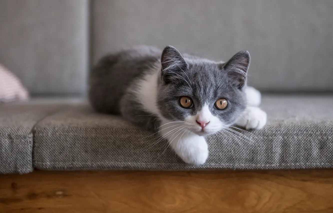 Photo wallpaper cat, kitty, grey, sofa, lies