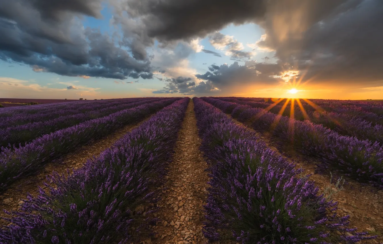 Photo wallpaper field, summer, the sky, the sun, clouds, rays, flowers, clouds