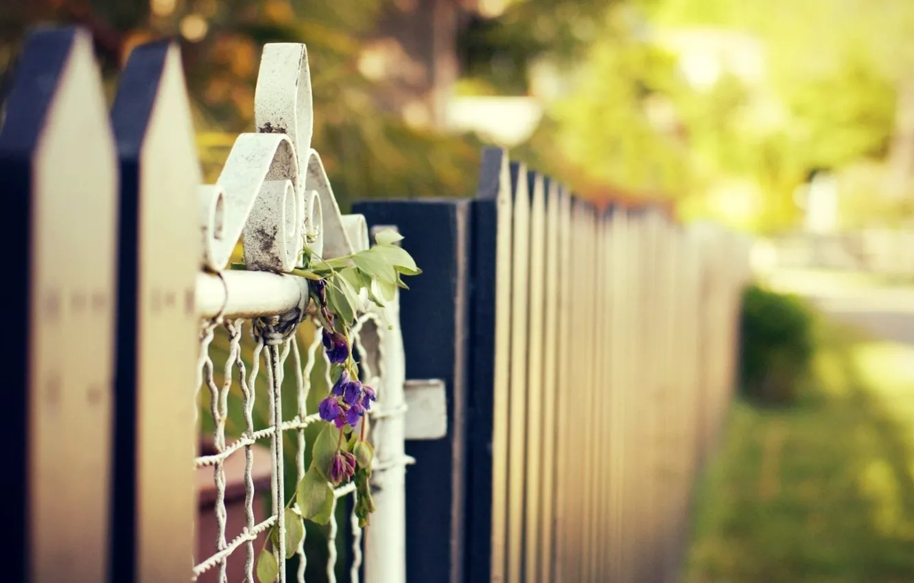 Photo wallpaper summer, flowers, the city, street, the fence, wicket, blur, bokeh
