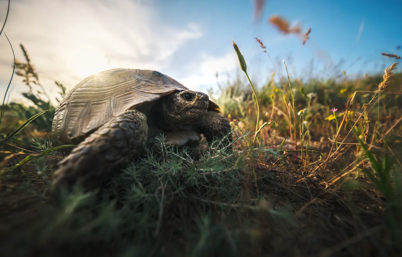Photo wallpaper grass, nature, animal, turtle, The Caucasus, Dagestan, Rev Alex