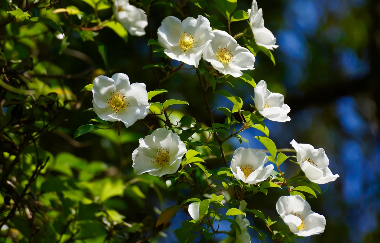 Photo wallpaper summer, leaves, light, flowers, branches, briar, white, flowering