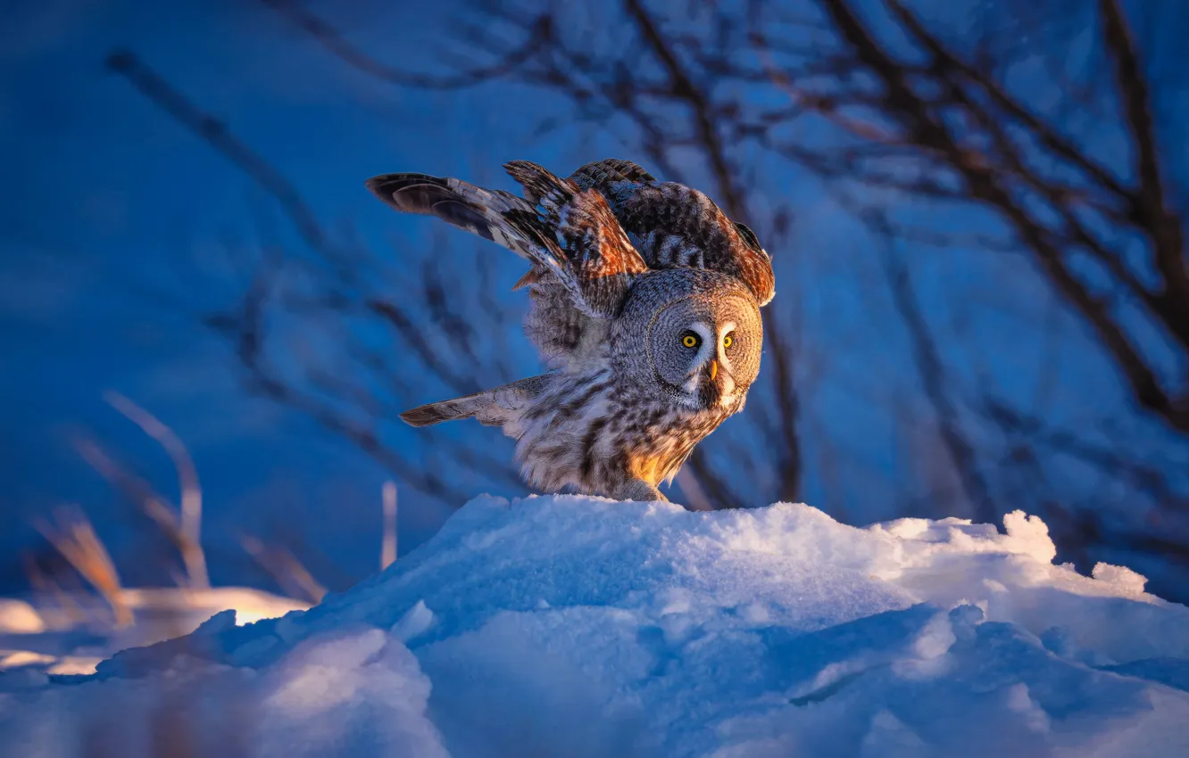 Photo wallpaper winter, look, light, snow, branches, nature, pose, owl