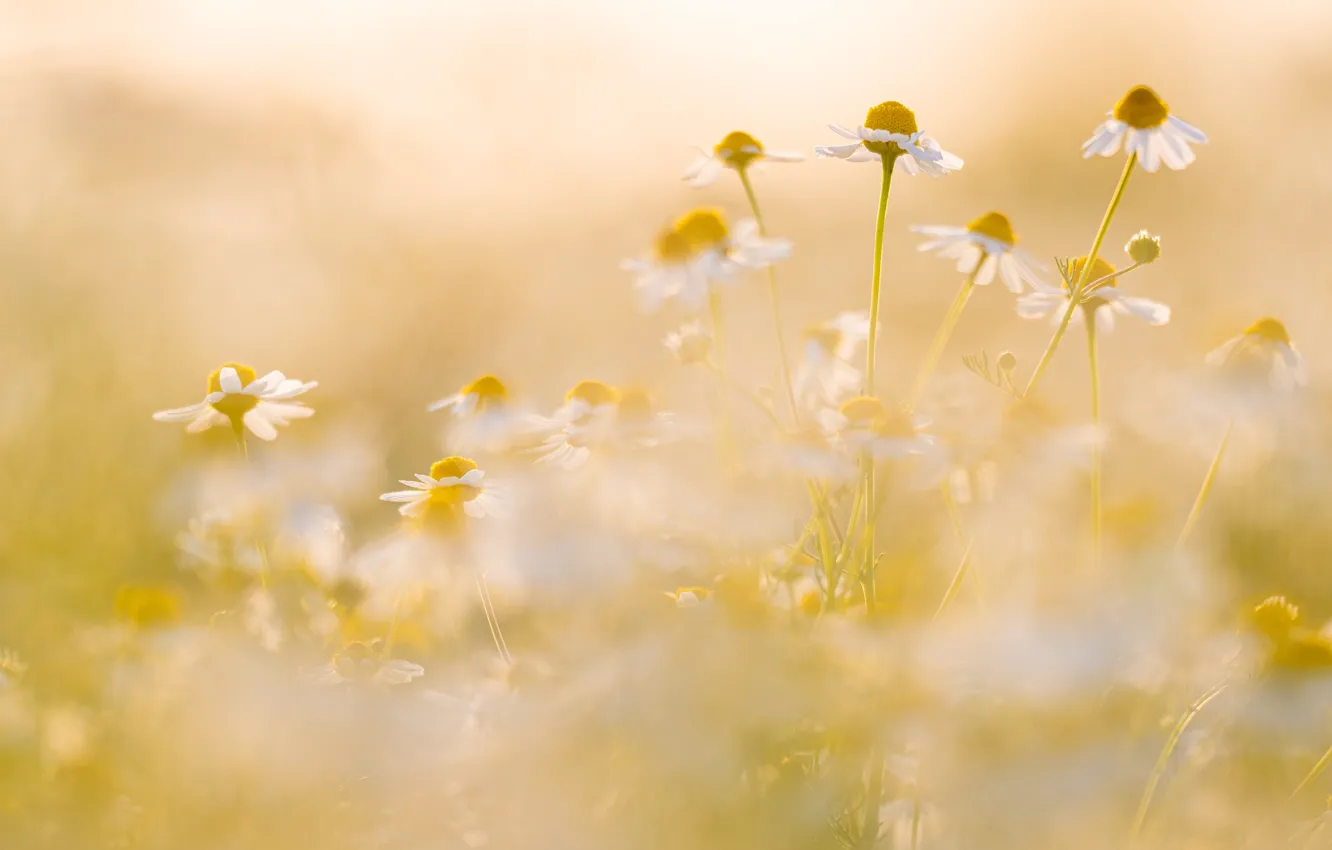 Photo wallpaper summer, flowers, mood, glade, chamomile, blur, white, yellow background
