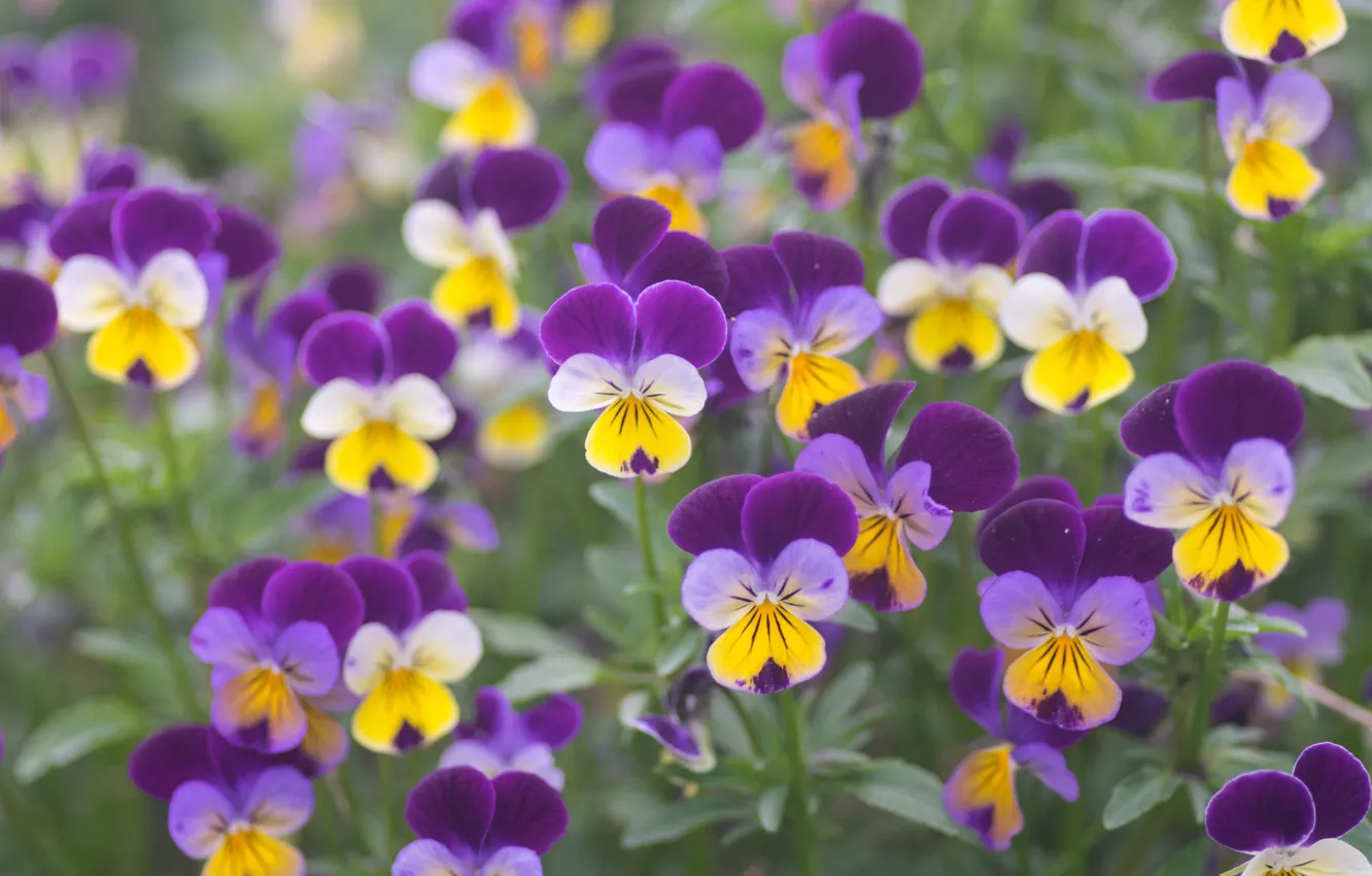 Photo wallpaper viola, flowers, Pansy, lilac, flowerbed