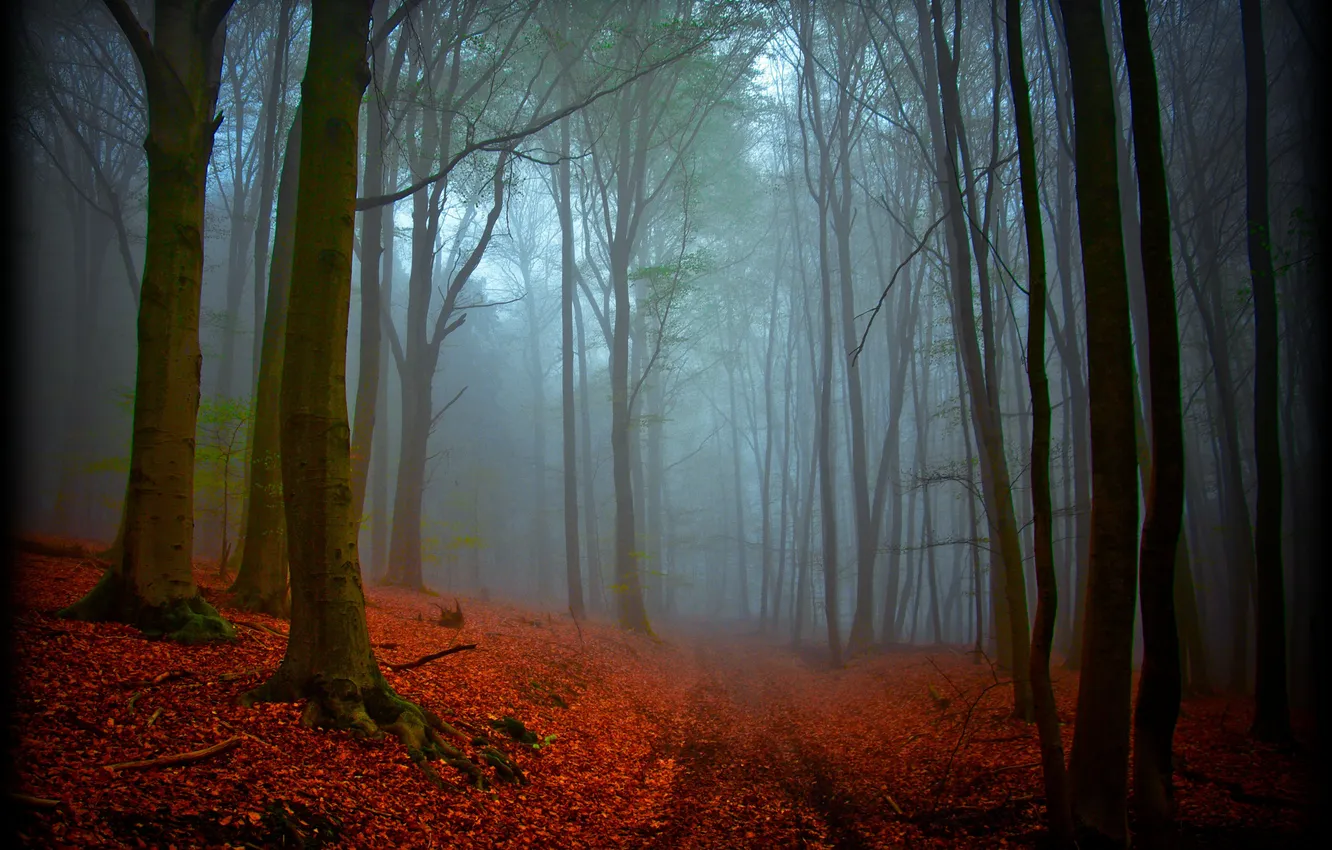 Photo wallpaper autumn, forest, nature, magic, haze