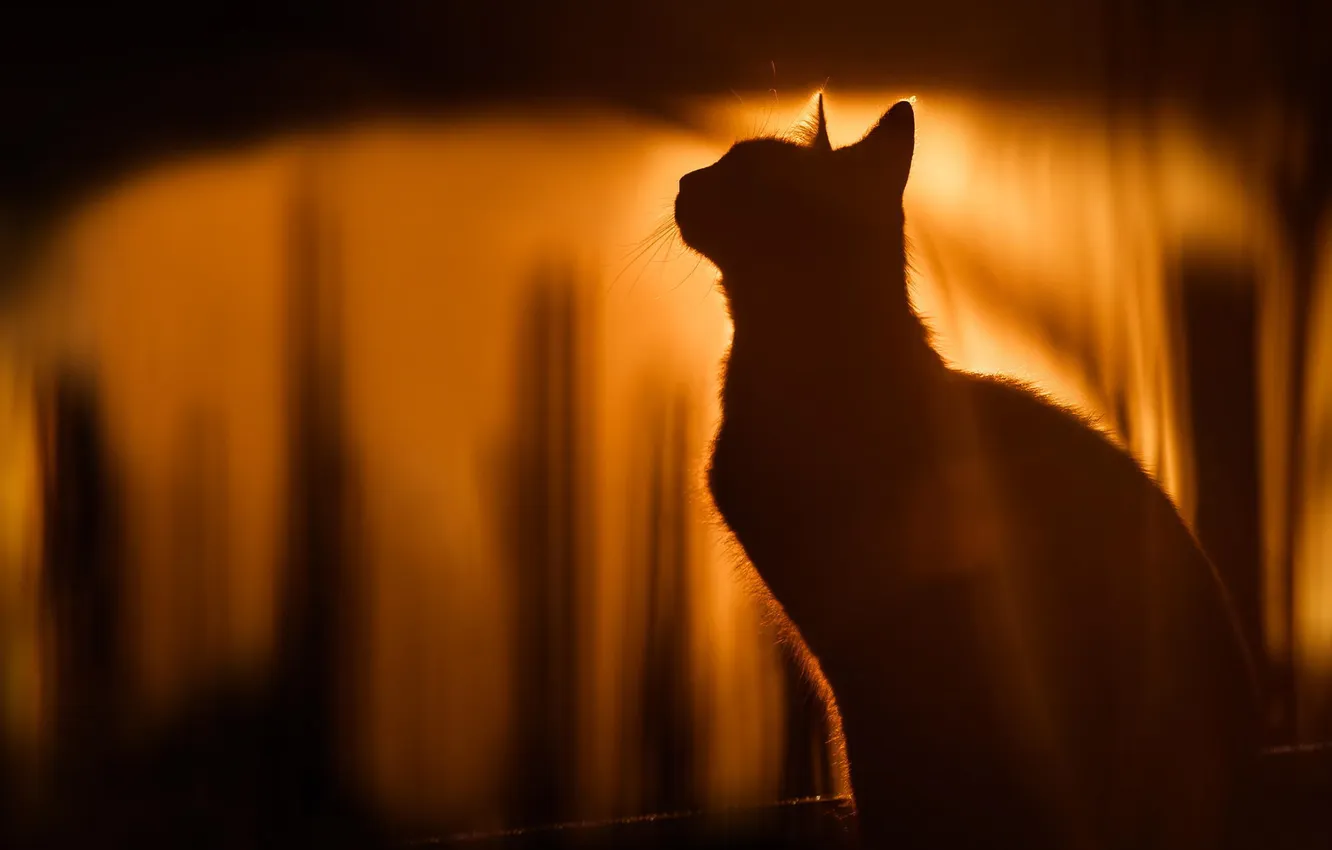 Photo wallpaper cat, animals, cat, nature, silhouette, sunlight