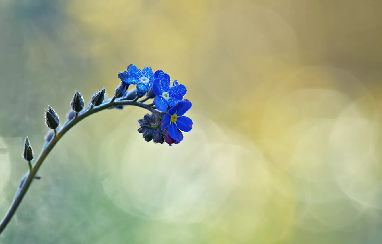 Photo wallpaper drops, flowers, branches, buds, flower, bokeh, bokeh, drops