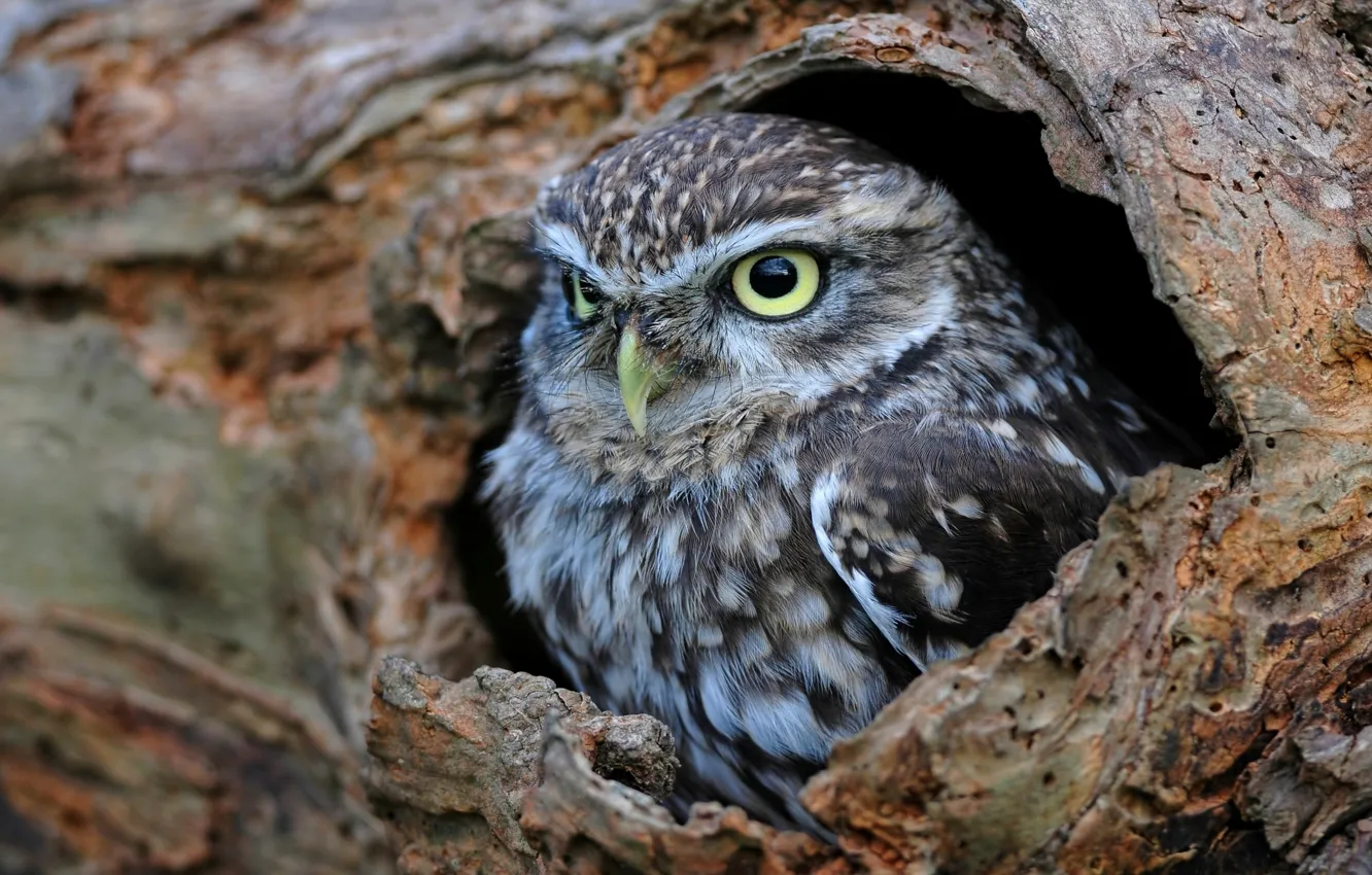 Photo wallpaper owl, the hollow, the little owl