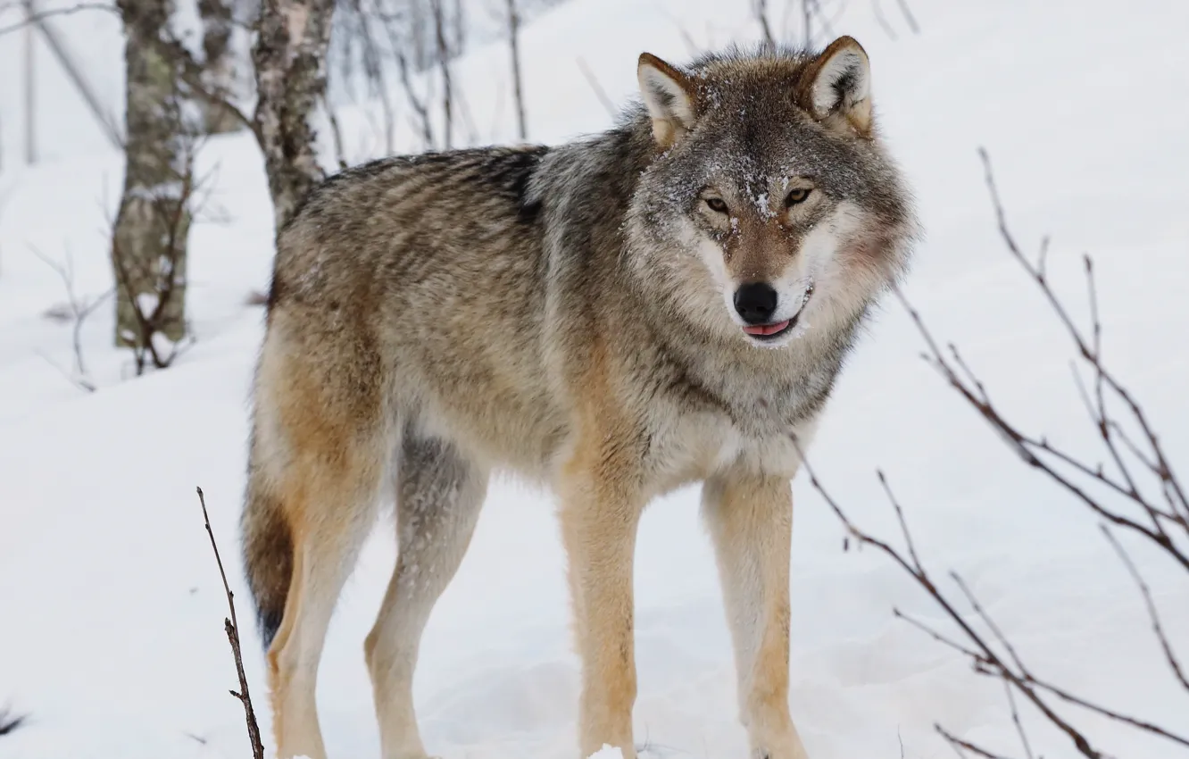 Photo wallpaper Predator, animal, Canis lupus., Eurasian wolf