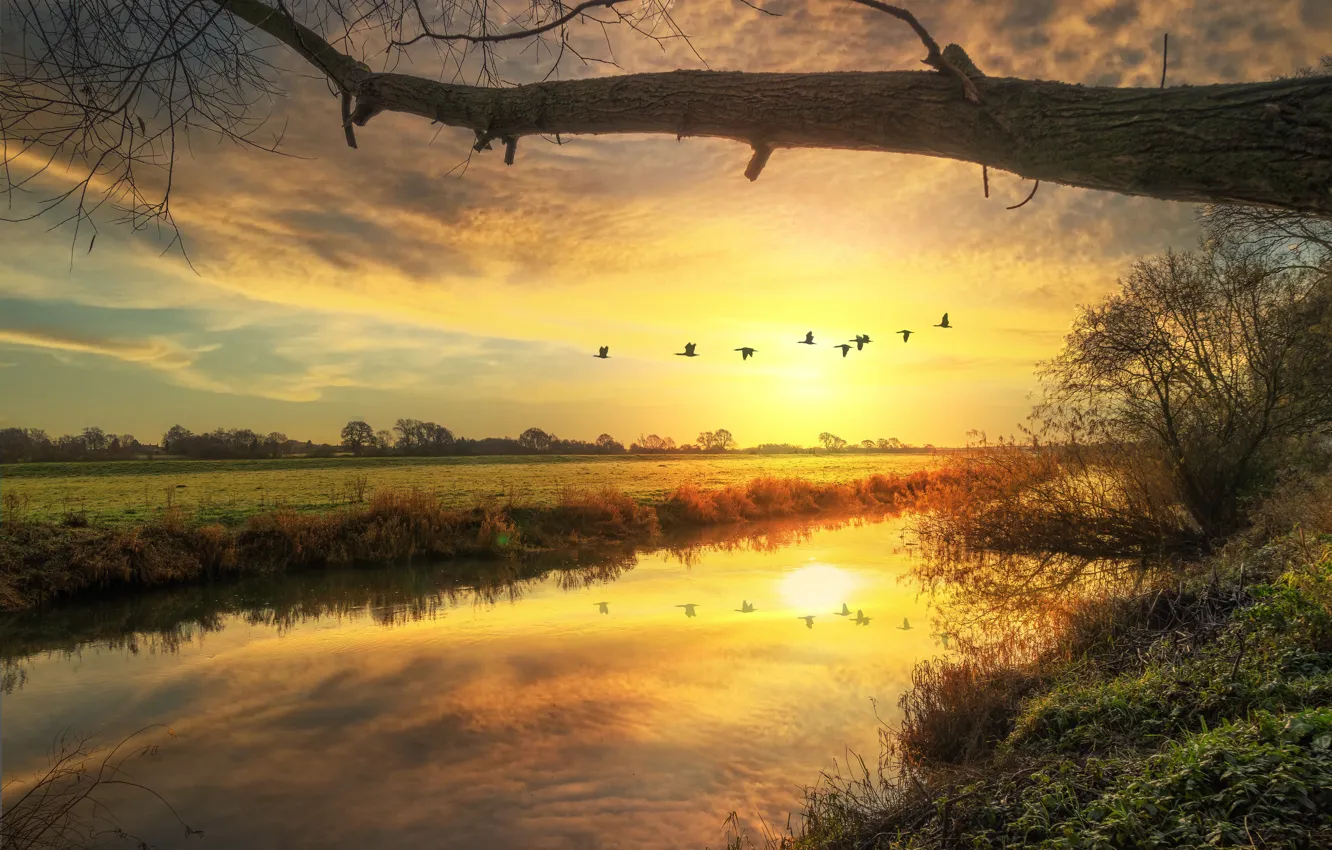 Photo wallpaper autumn, flight, nature, bird, pack, swans, geese