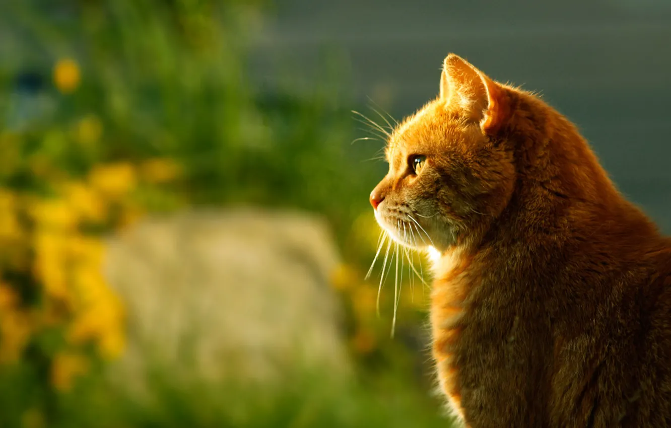 Photo wallpaper cat, light, blur, red, profile, sitting