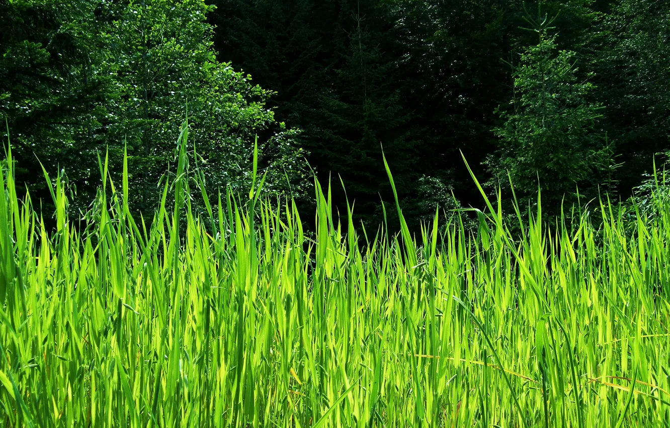 Photo wallpaper greens, summer, trees, reed
