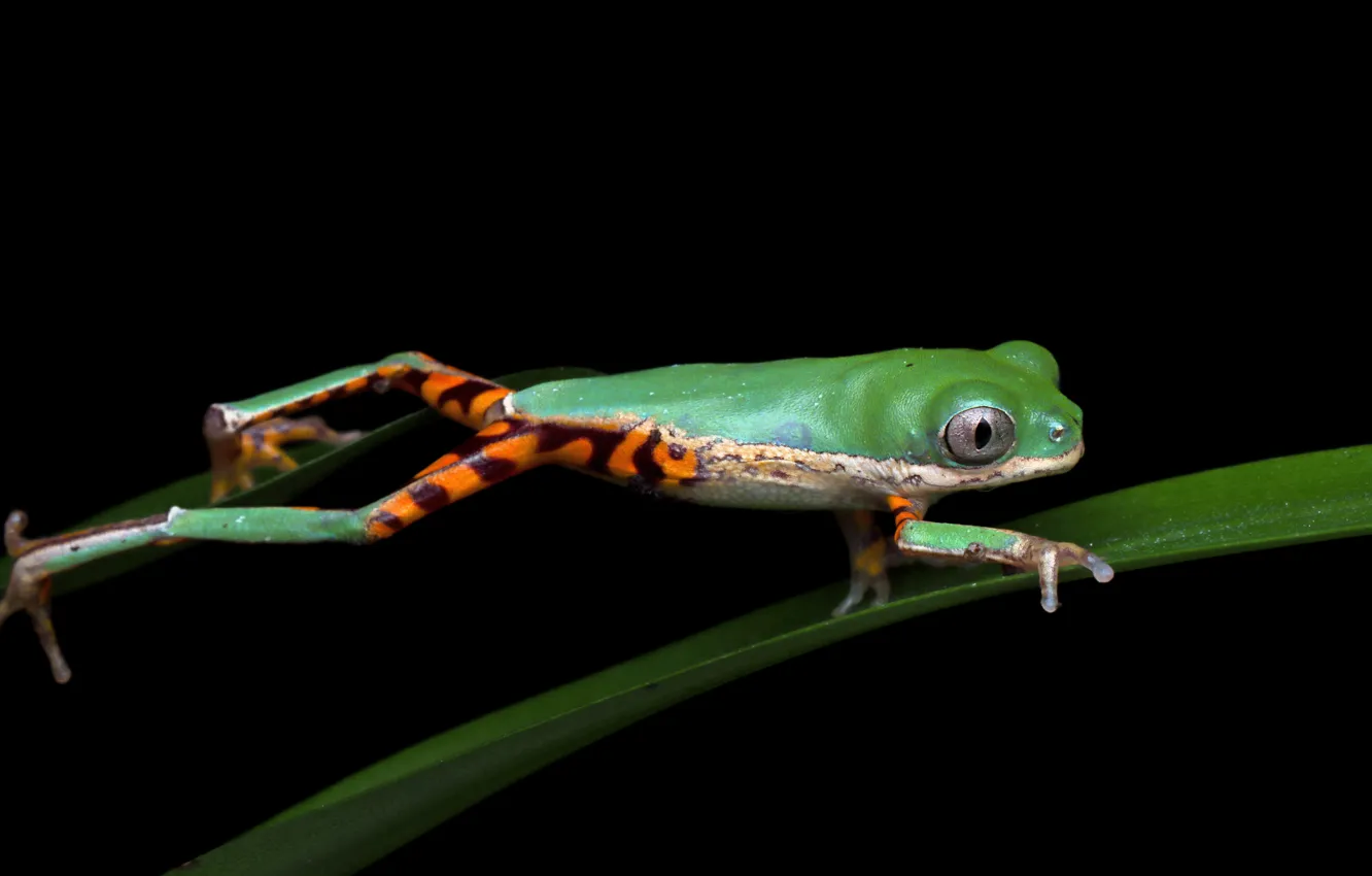 Photo wallpaper look, pose, green, jump, leaf, frog, legs, black background