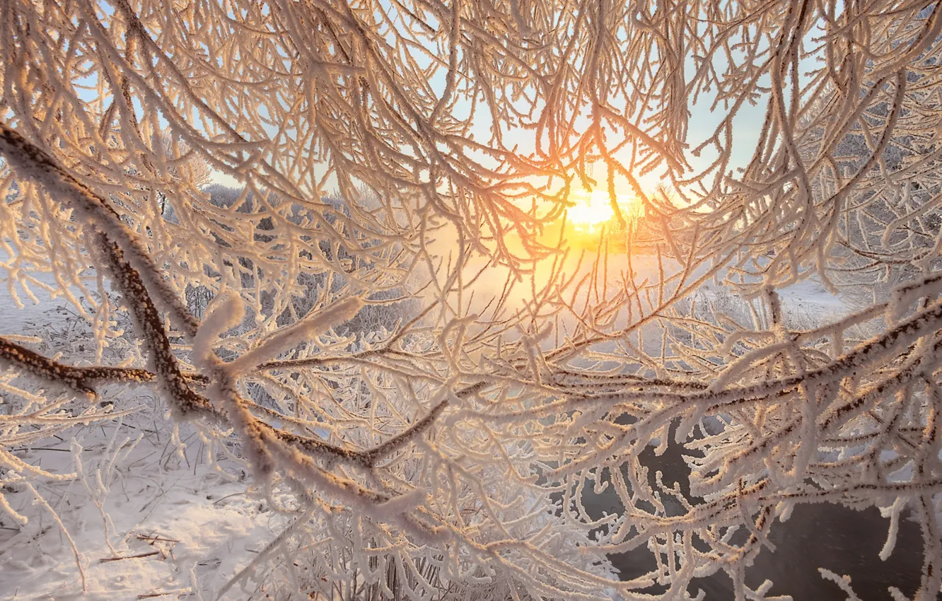 Photo wallpaper winter, frost, branches, river, dawn, morning, Saint Petersburg, Russia