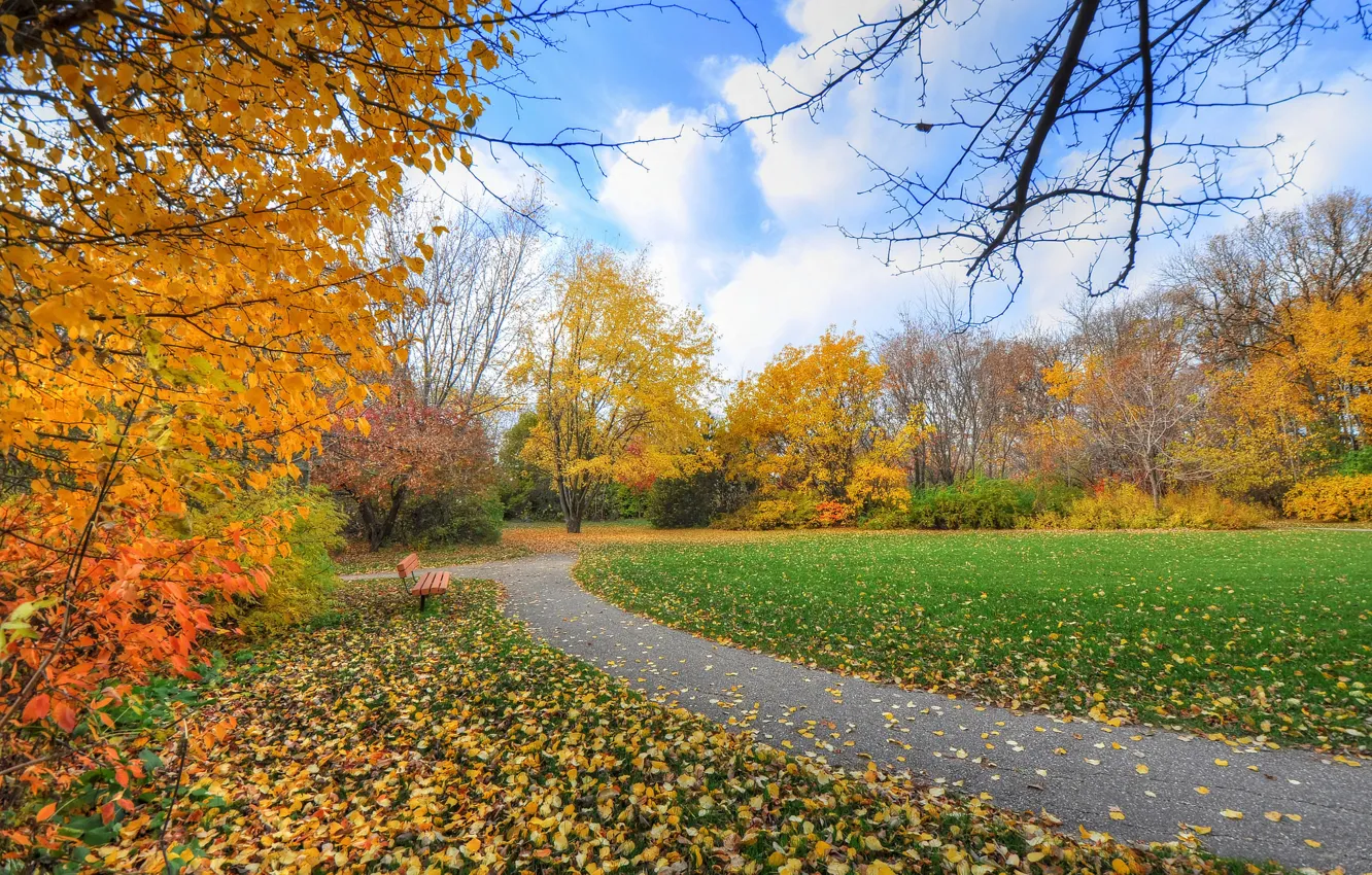 Photo wallpaper autumn, the sky, grass, trees, Park, track, bench