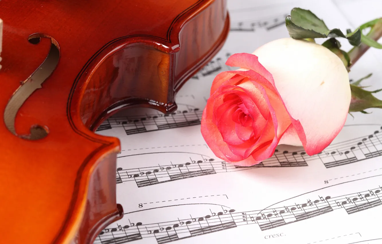 Photo wallpaper flowers, close-up, notes, violin, roses, bokeh