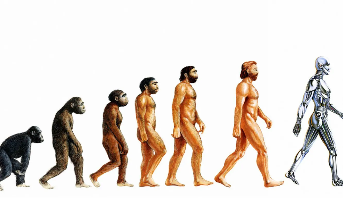 Photo wallpaper people, art, monkey, Stages of human evolution, From monkey to man, Human evolution, Anthropogenesis