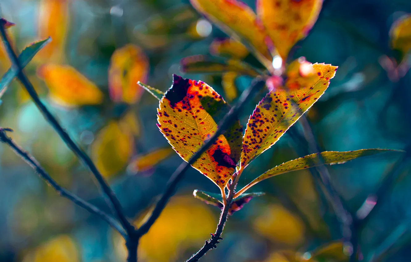 Photo wallpaper autumn, leaves, branches, plant, blur
