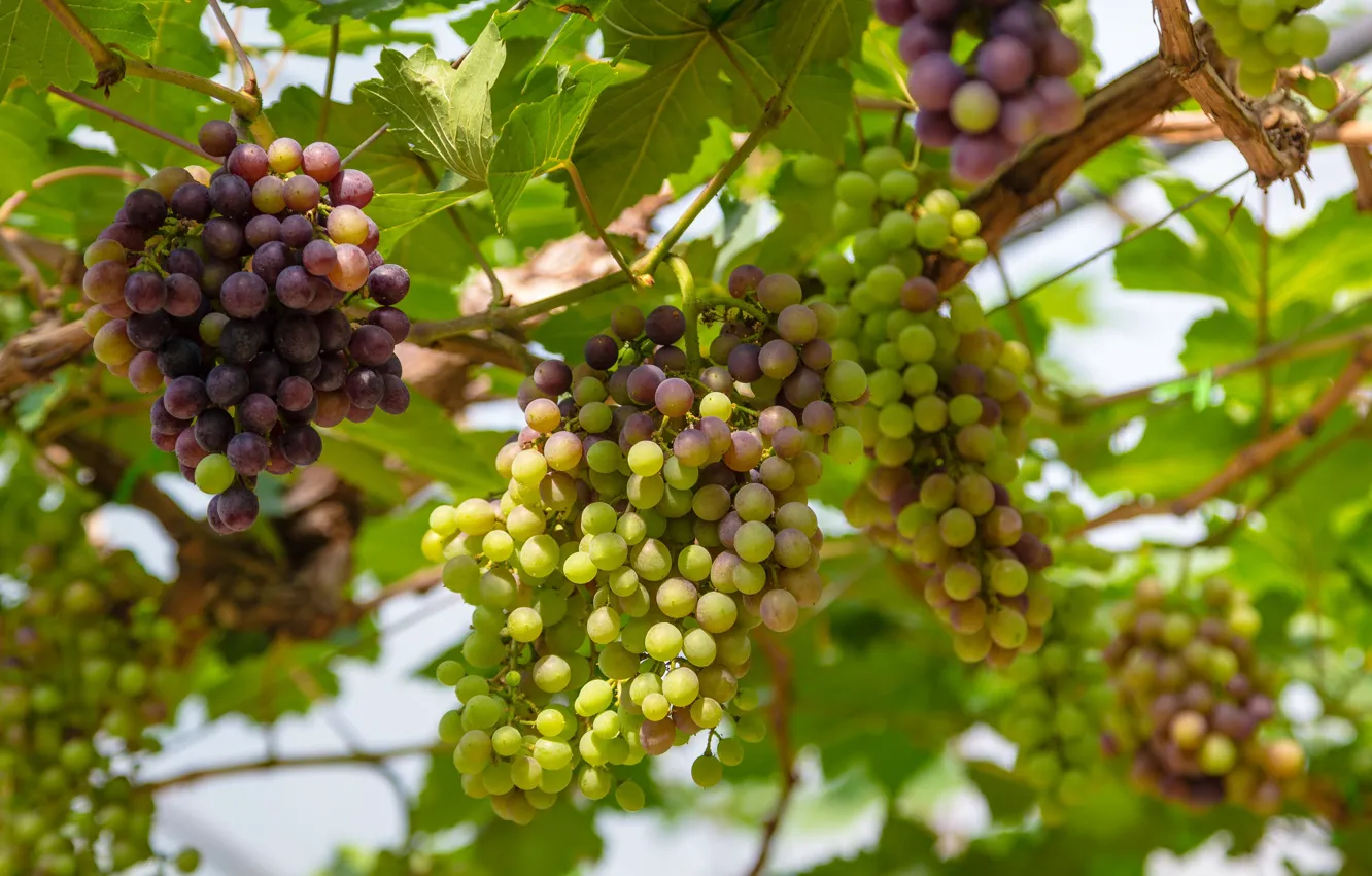 Photo wallpaper leaves, nature, grapes, vineyard, bunches of grapes