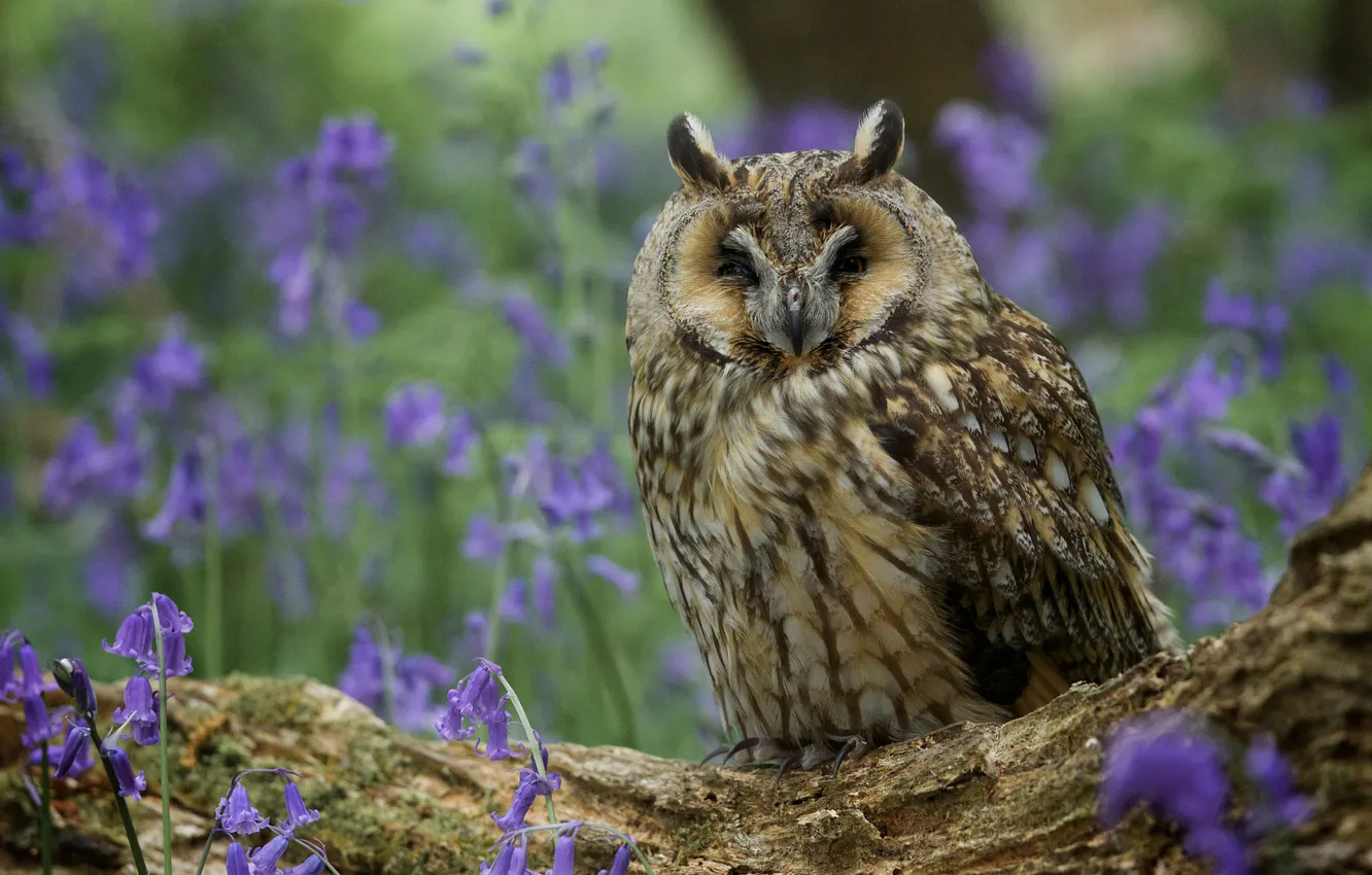Photo wallpaper look, flowers, owl, bird, glade, portrait, log, bells