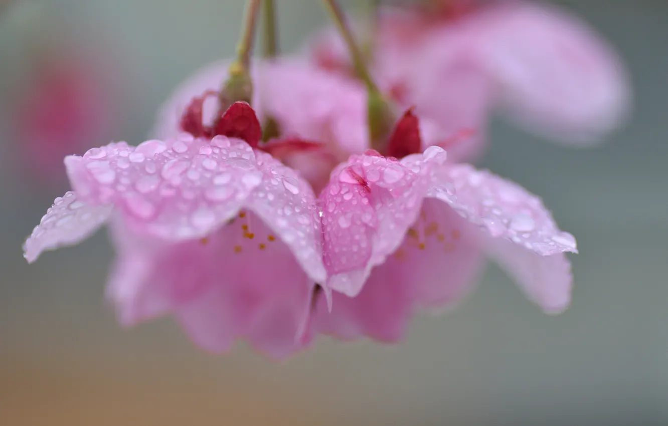 Photo wallpaper drops, background, tree, petals, Sakura