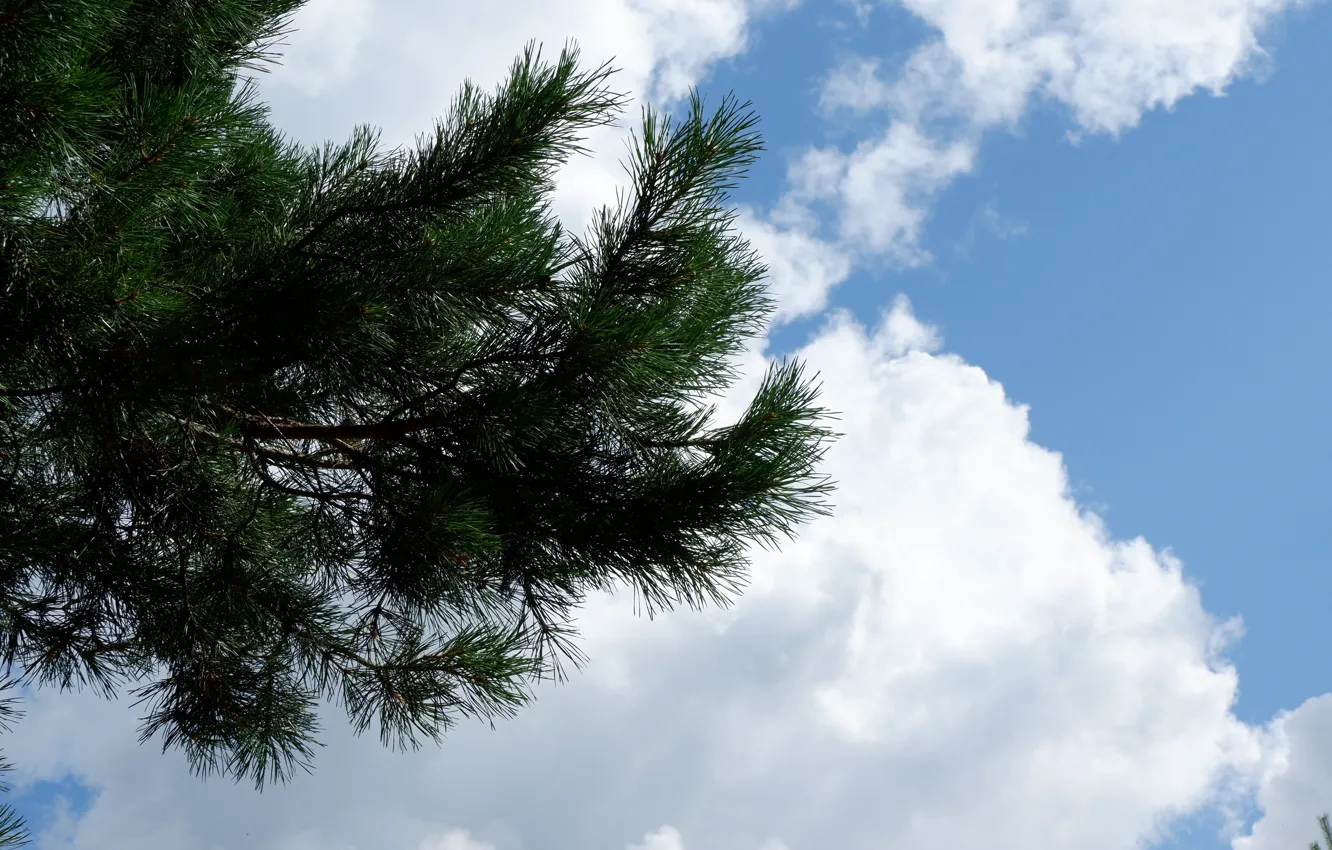 Photo wallpaper white, the sky, clouds, needles, green, blue, branch, pine